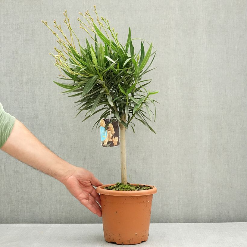 Spécimen de Laurier rose - Nerium oleander Jaune Pot de 2L/3L, Mini-tige, Tigette tel que livré au printemps