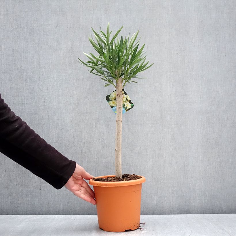 Spécimen de Laurier rose - Nerium oleander Jaune Pot de 2L/3L, Mini-tige, Tigette tel que livré en hiver