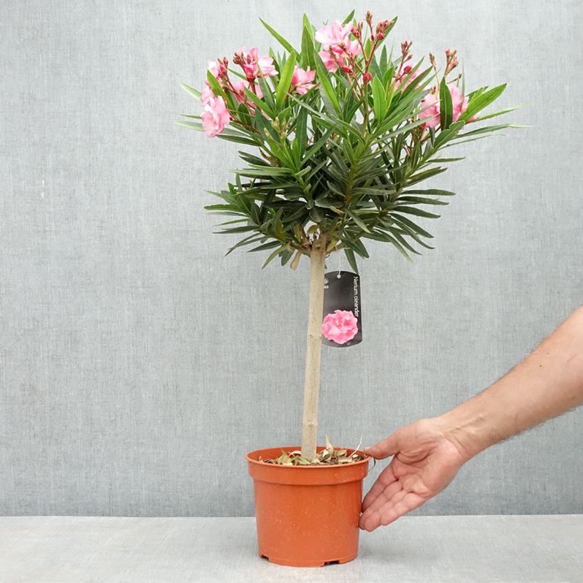 Spécimen de Laurier rose - Nerium oleander Rose Pot de 2L/3L, Mini-tige, Tigette tel que livré au printemps