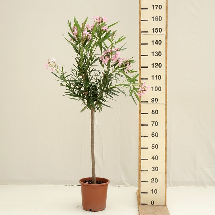 Spécimen de Laurier rose - Nerium oleander Rose Pot de 7,5L/10L, 1/4 de tige, Quart de tige tel que livré au printemps