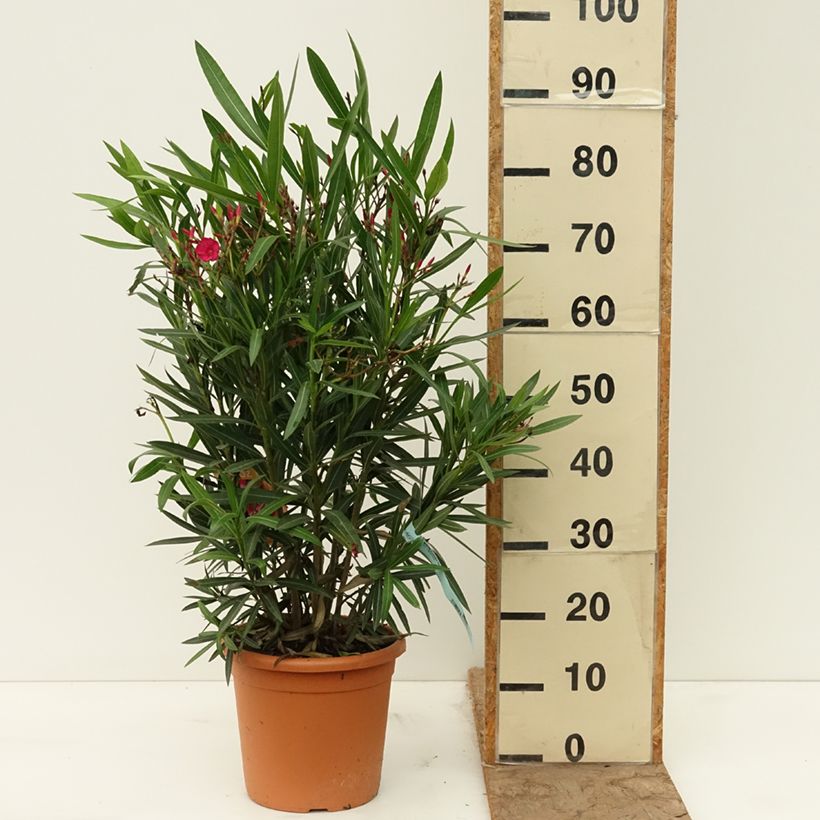 Spécimen de Laurier rose - Nerium oleander Rouge Simple Pot de 6L/7L tel que livré au printemps