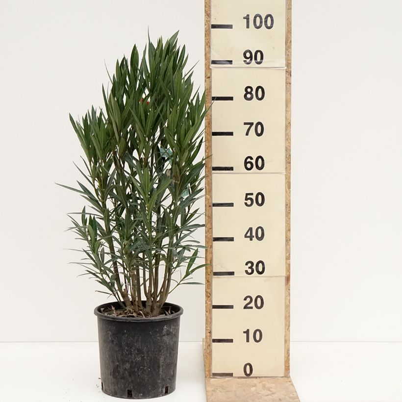 Spécimen de Laurier rose - Nerium oleander Rouge Simple Pot de 6L/7L tel que livré en hiver