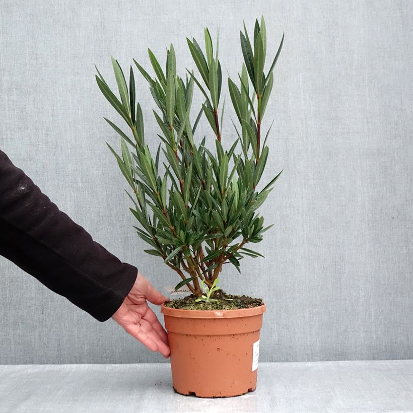 Spécimen de Laurier rose Papa Gambetta - Nerium oleander Pot de 7,5L/10L tel que livré en automne
