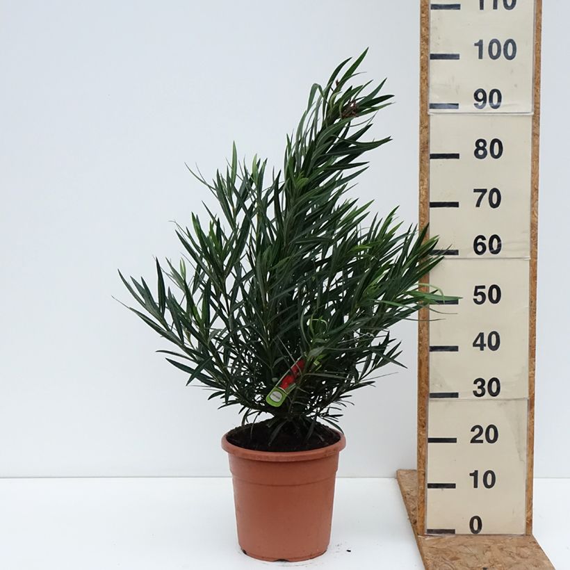 Spécimen de Laurier rose Provence - Nerium oleander Pot de 3L/4L, Buisson tel que livré en automne