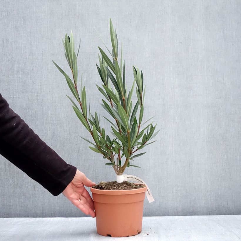 Spécimen de Laurier rose Provence - Nerium oleander Pot de 3L/4L, Buisson, Touffe tel que livré en hiver