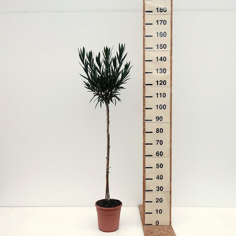 Spécimen de Laurier rose Provence - Nerium oleander Pot de 6L/7L, Demi-Tige tel que livré en automne