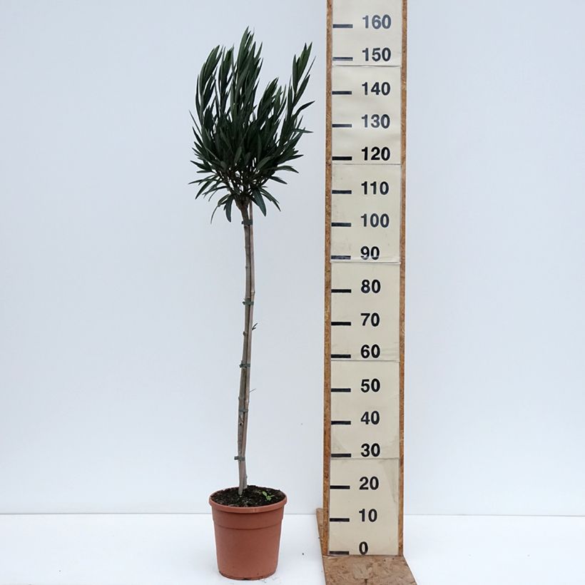Spécimen de Laurier rose Provence - Nerium oleander Pot de 6L/7L, Demi-Tige tel que livré en hiver