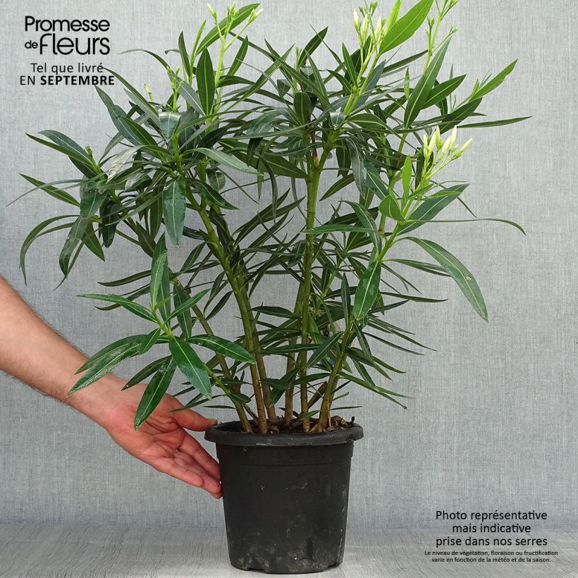 Spécimen de Laurier rose Soeur Agnes - Nerium oleander Pot de 3L/4L, Buisson tel que livré en automne