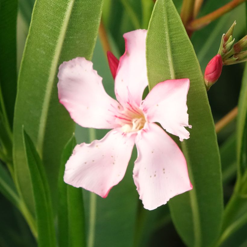 Laurier rose Soeur Agnes - Nerium oleander (Floraison)