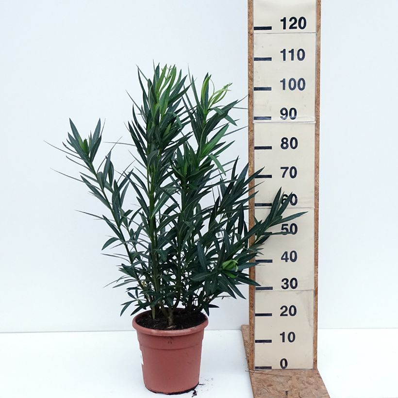 Spécimen de Laurier rose Soeur Agnes - Nerium oleander Pot de 7,5L/10L, Buisson, Touffe tel que livré en automne