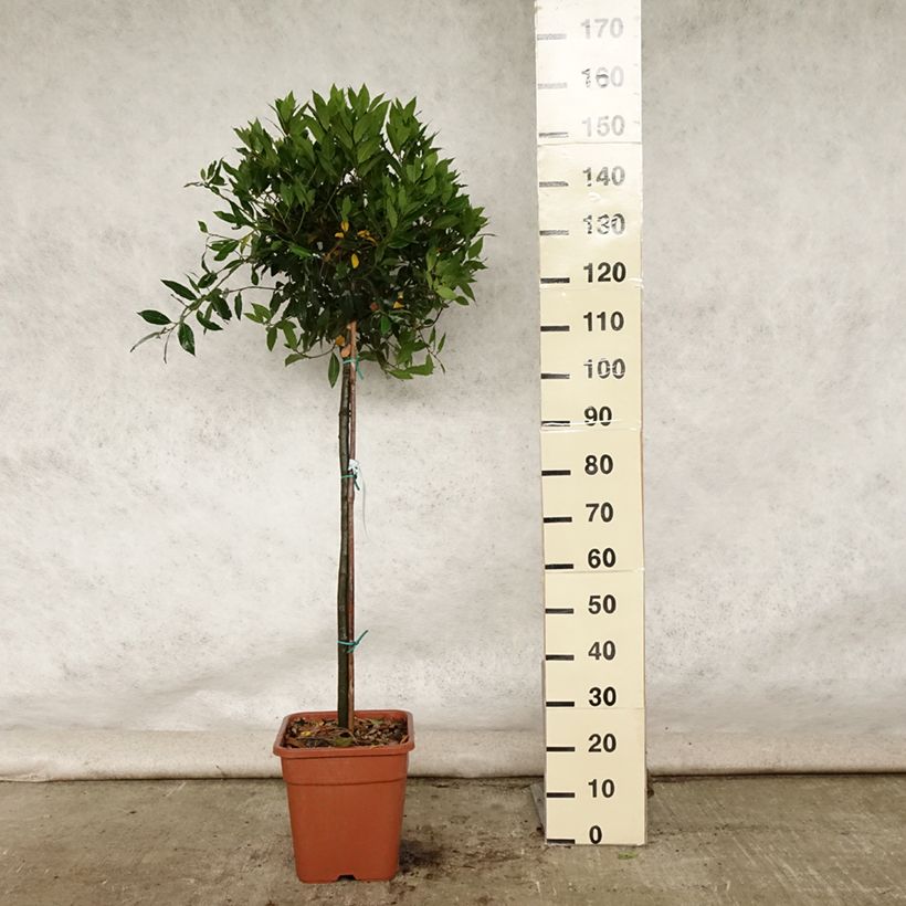 Spécimen de Laurier sauce - Laurus nobilis  Pot de 12L/15L, Demi-tige tel que livré en été