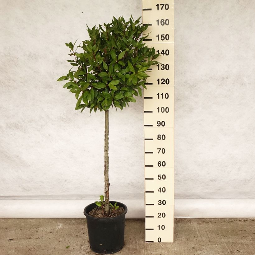 Spécimen de Laurier sauce - Laurus nobilis  Pot de 12L/15L, Demi-tige tel que livré au printemps