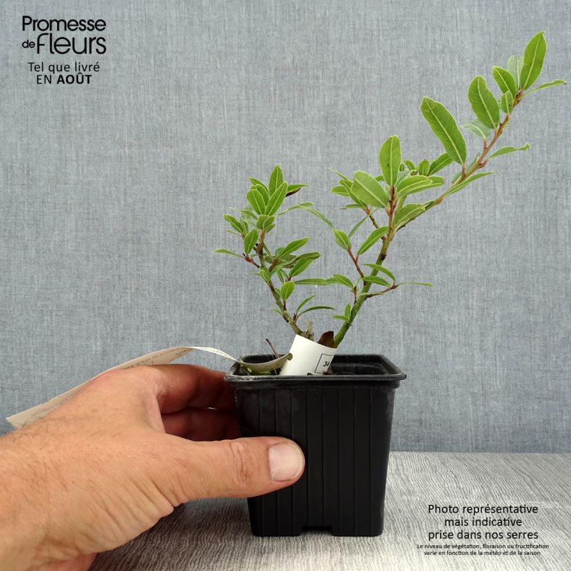 Spécimen de Laurier sauce Little Laura - Laurus nobilis Godet de 8/9 cm tel que livré en été