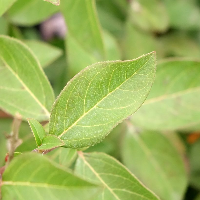 Laurier Tin - Viburnum tinus Giganteum (Feuillage)