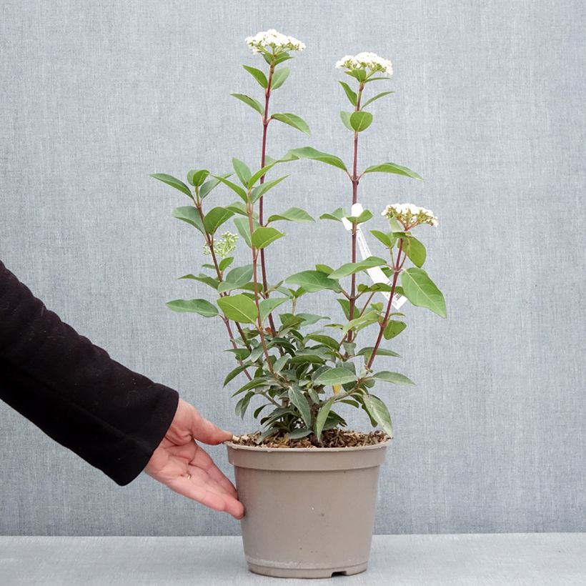 Spécimen de Laurier Tin - Viburnum tinus Giganteum Pot de 3L/4L tel que livré au printemps