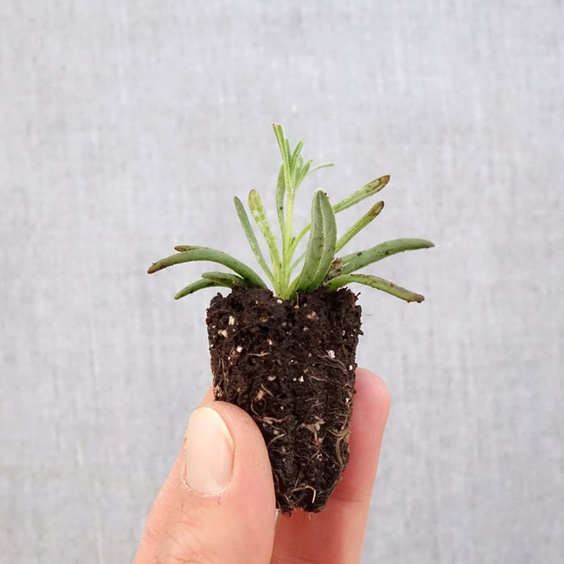 Spécimen de Lavande vraie - Lavandula angustifolia Hidcote Mini-motte Ø 3/4 cm tel que livré au printemps