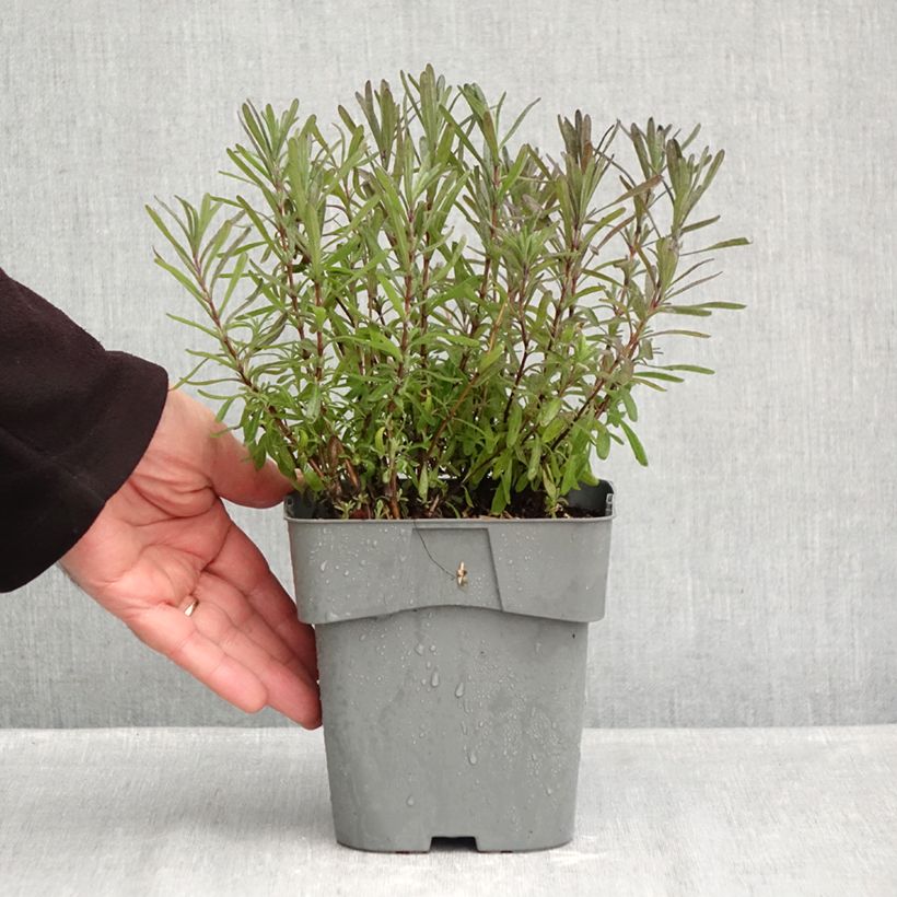 Spécimen de Lavande vraie - Lavandula angustifolia Rosea Pot de 2L/3L tel que livré en automne