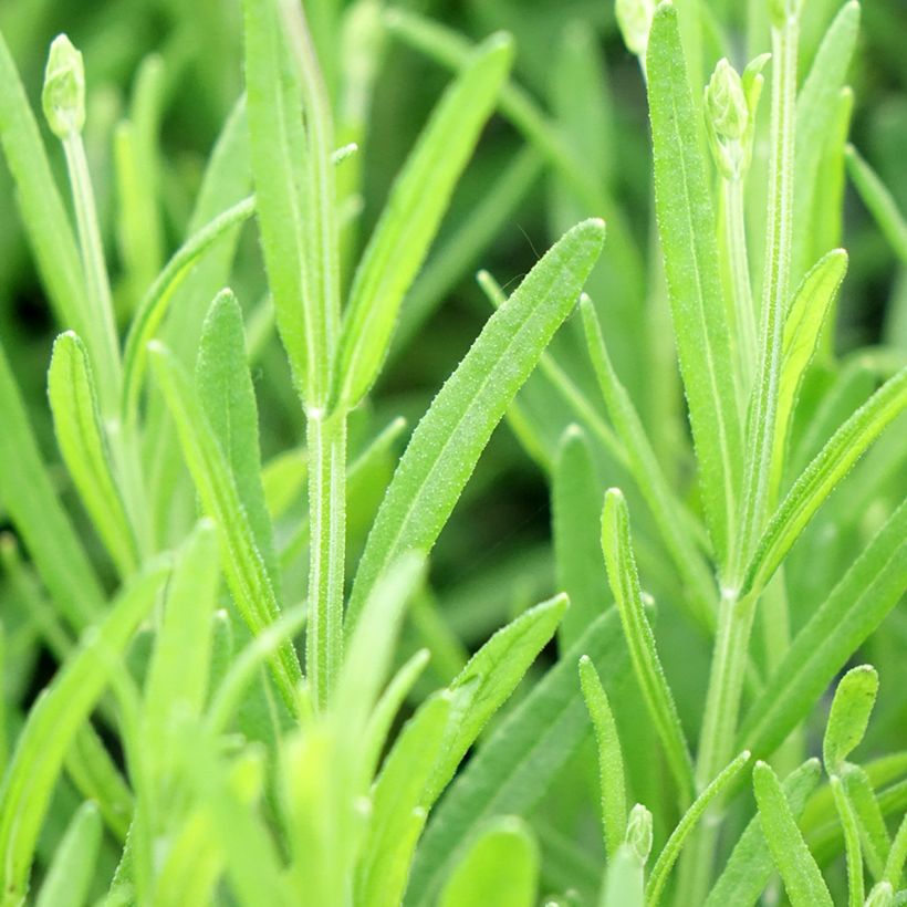 Lavande vraie Middachten - Lavandula angustifolia Middachten (Feuillage)