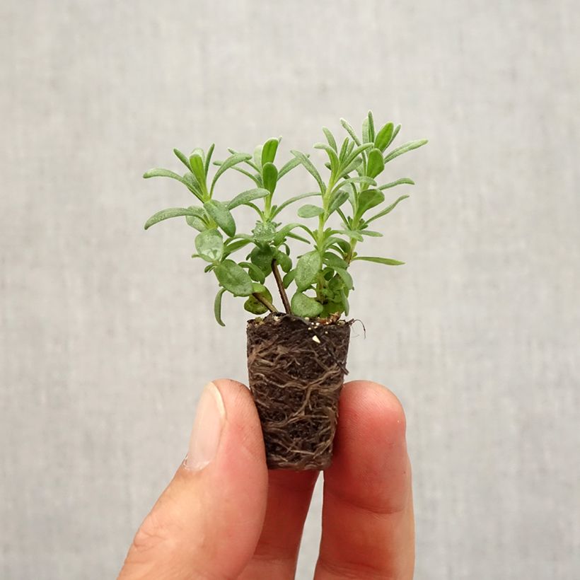 Example of Lavande vraie Montagnac Purple - Lavandula angustifolia Mini-motte Ø 1,5/2,5 cm as you get in automne