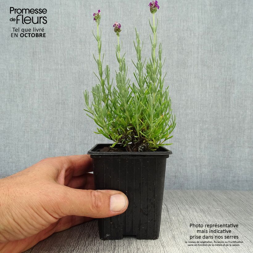 Spécimen de Lavandula stoechas Magical Posy Purple Godet de 8/9 cm tel que livré en automne
