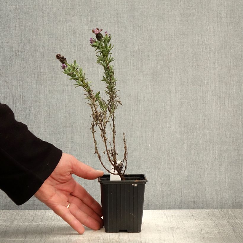 Spécimen de Lavandula stoechas Magical Posy Purple Godet de 8/9 cm tel que livré au printemps