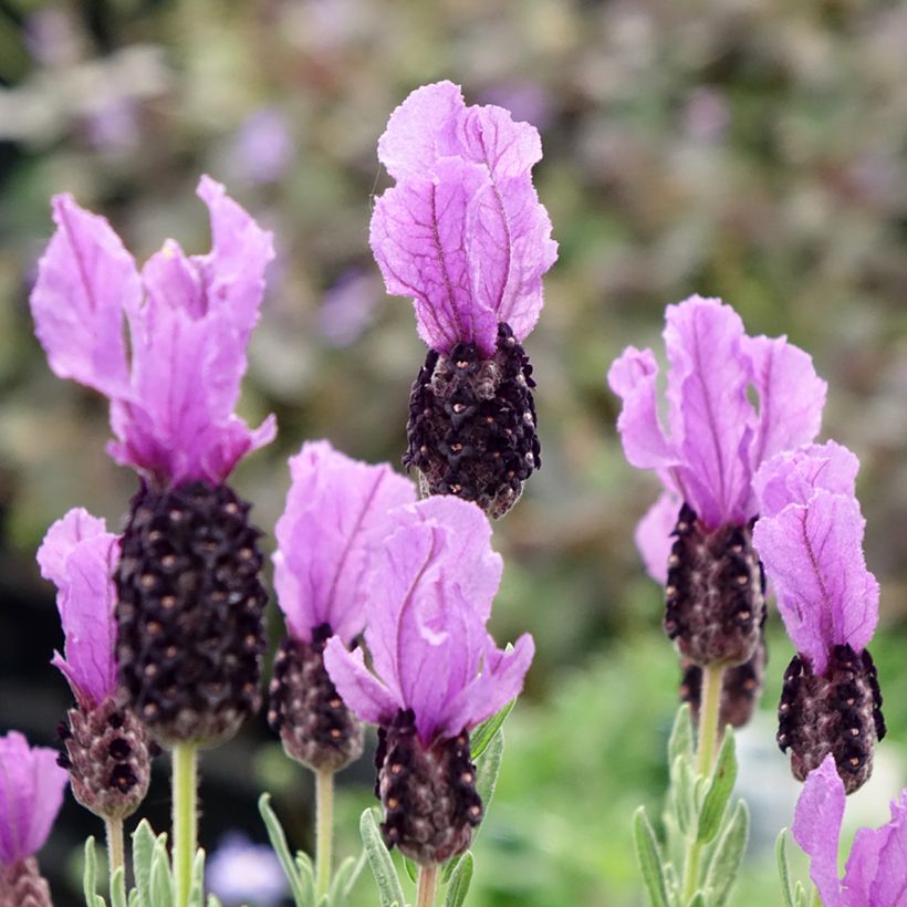 Lavandula stoechas Magical Posy Purple (Floraison)