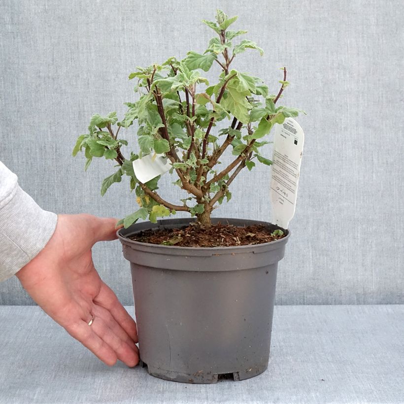 Spécimen de Lavatera thuringiaca Red Rum - Lavatère arbustive Pot de 2L/3L tel que livré au printemps