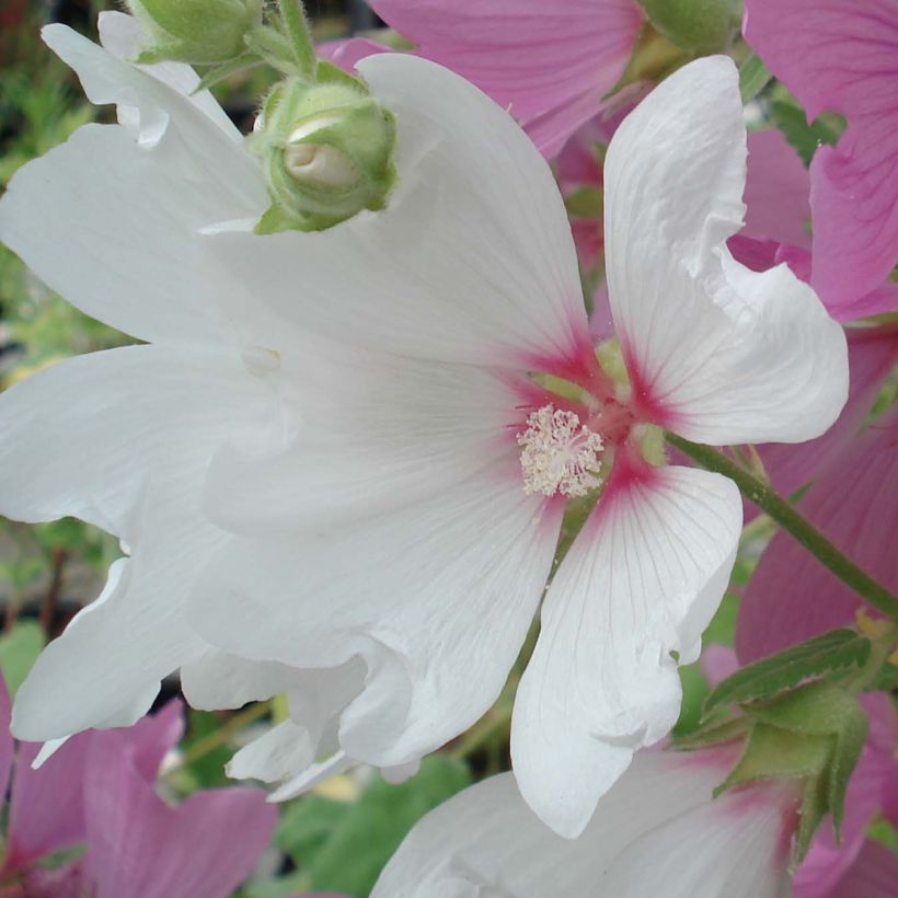 Lavatère - Lavatera Blushing Bride (Flowering)