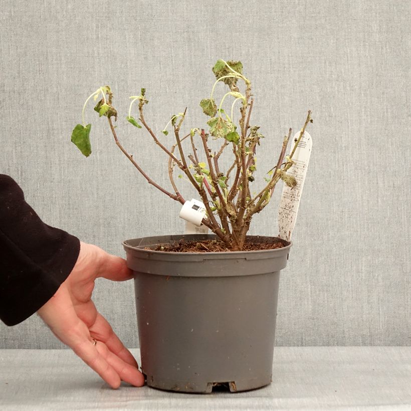 Spécimen de Lavatère - Lavatera Barnsley Baby Pot de 2L/3L tel que livré en hiver