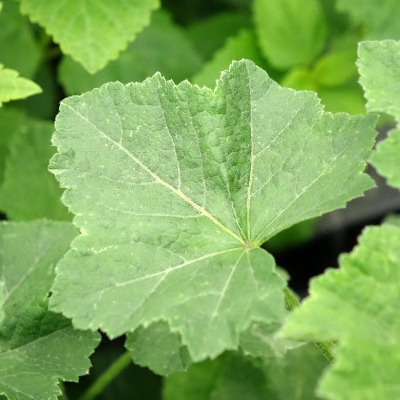 Lavatère - Lavatera White Angel (Feuillage)