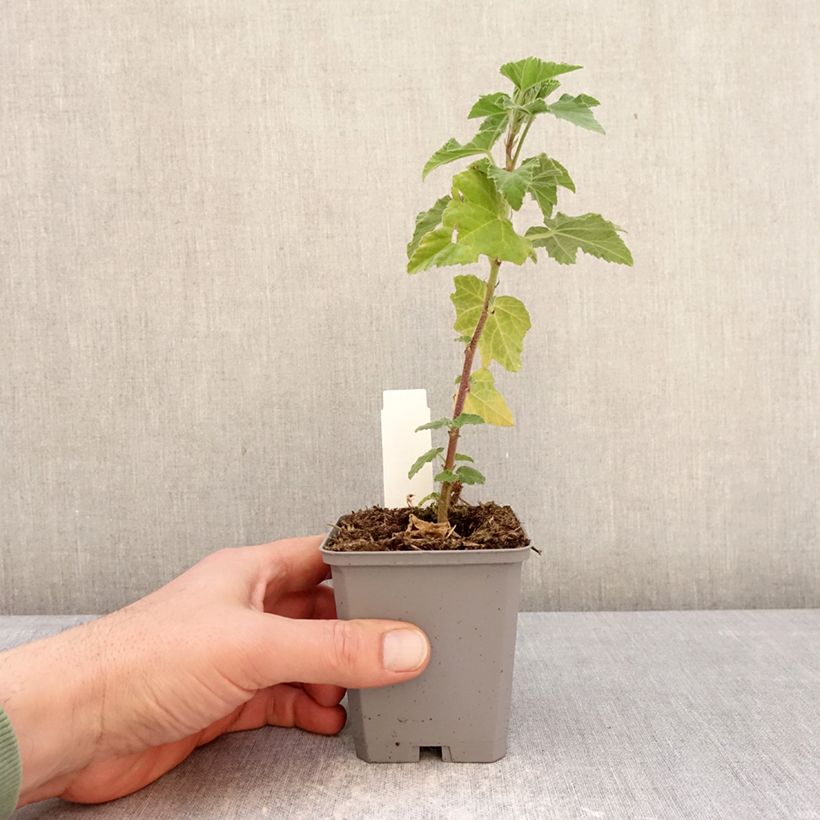 Example of Lavatère thuringiaca Bredon Springs Godet de 8/9 cm as you get in hiver