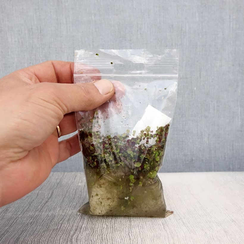 Spécimen de Spirodela polyrhiza - Grande lentille d'eau Racines nues tel que livré au printemps