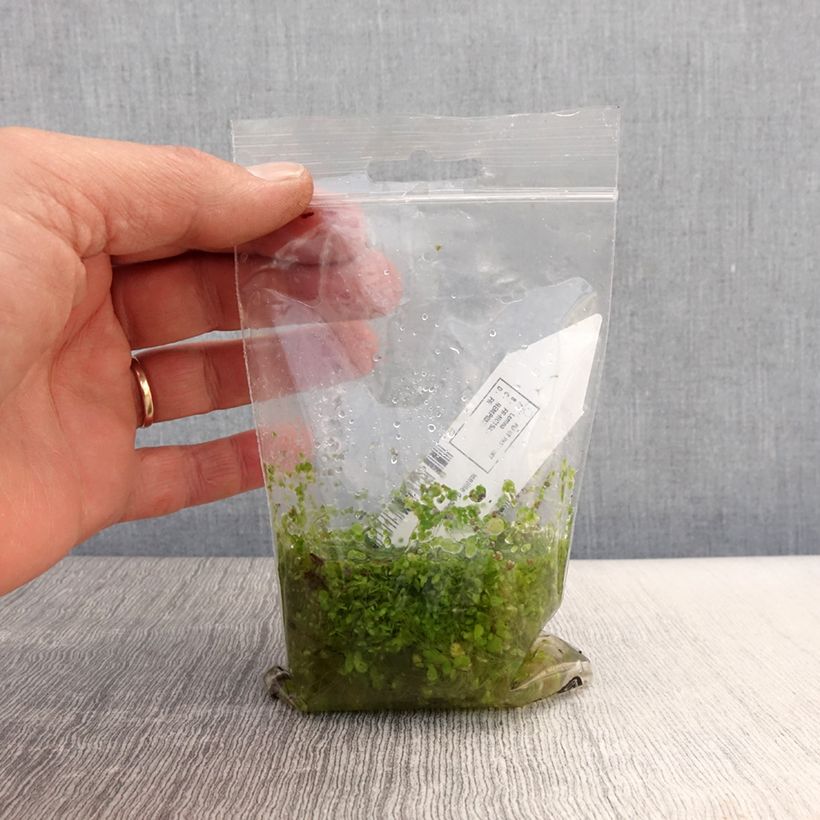 Spécimen de Lemna minor - Petite lentille d'eau Racines nues tel que livré au printemps