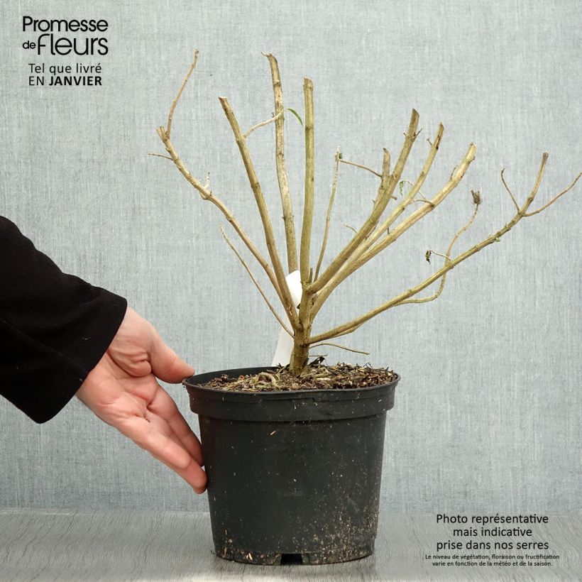 Spécimen de Leonotis leonurus - Queue de lion Pot de 3L/4L tel que livré en hiver