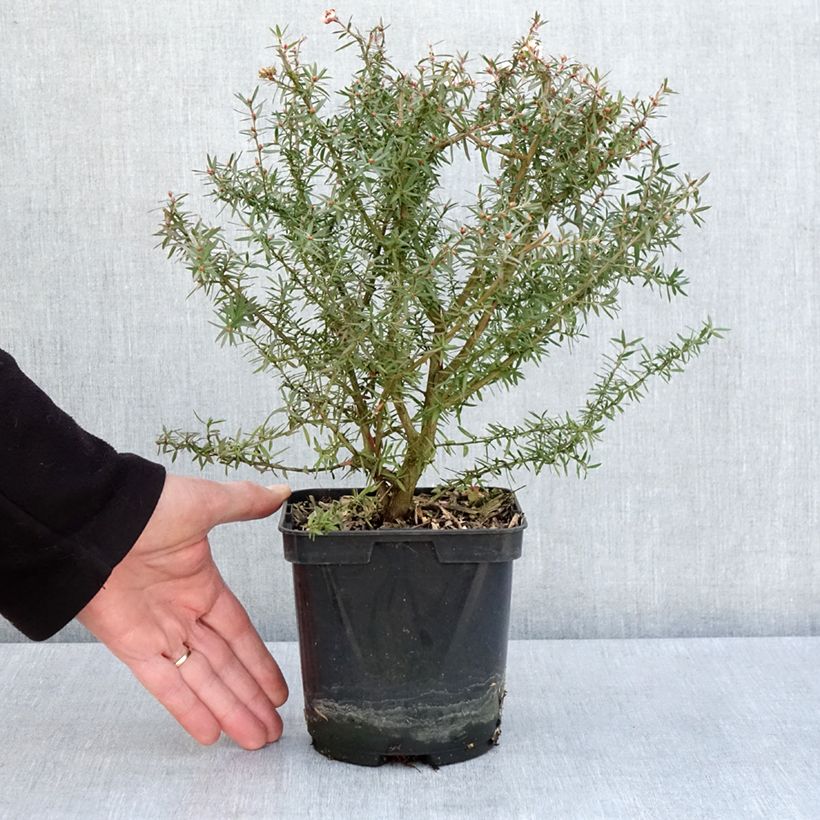 Spécimen de Leptospermum scoparium Apple blossom - Arbre à thé de Nouvelle-Zélande Pot de 2L/3L tel que livré au printemps