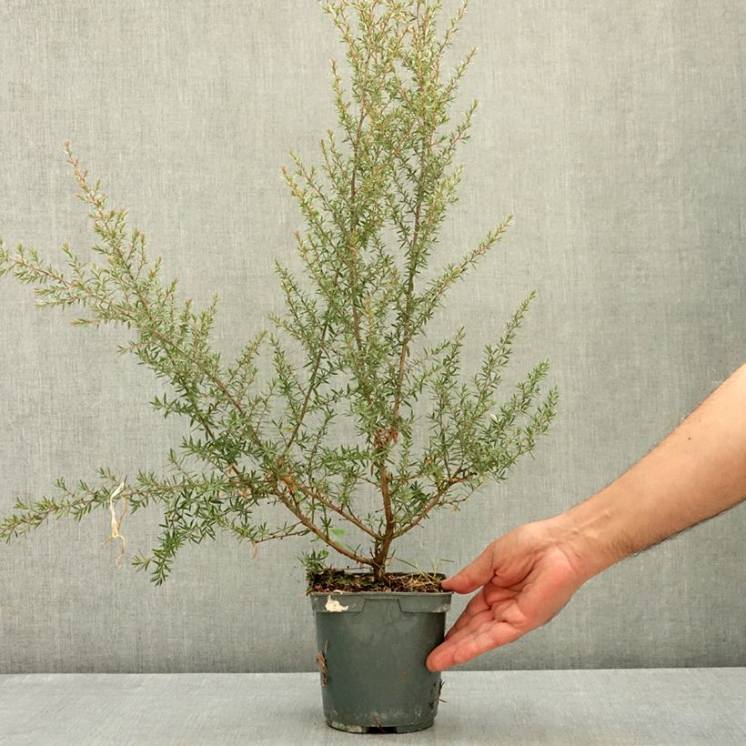 Spécimen de Leptospermum scoparium Apple blossom - Arbre à thé de Nouvelle-Zélande Pot de 2L/3L tel que livré en été