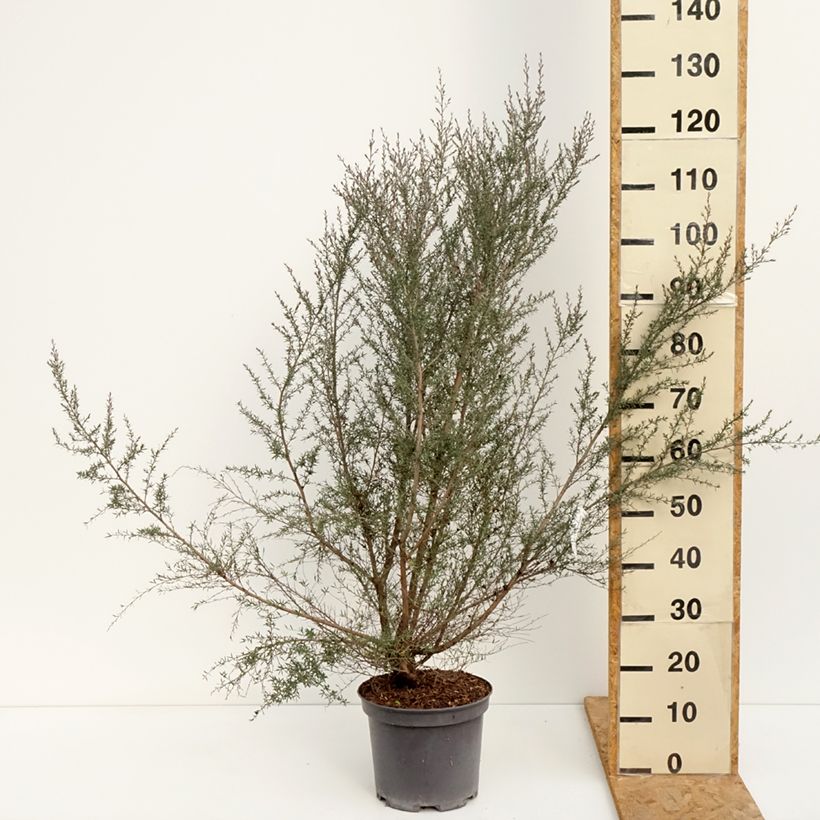 Spécimen de Leptospermum  scoparium Martini - Arbre à thé Pot de 7,5L/10L tel que livré en été