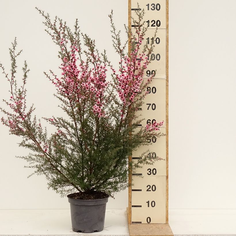 Spécimen de Leptospermum  scoparium Martini - Arbre à thé Pot de 7,5L/10L tel que livré au printemps