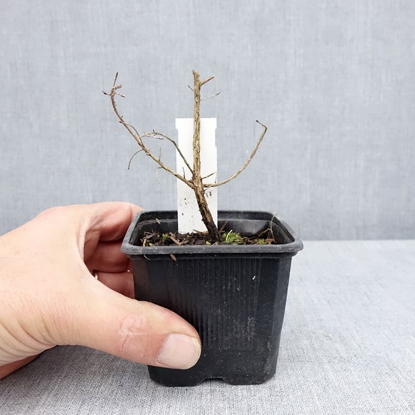 Example of Leptospermum scoparium Snow Flurry - Arbre à thé de Nouvelle-Zélande Godet de 8/9 cm as you get in printemps
