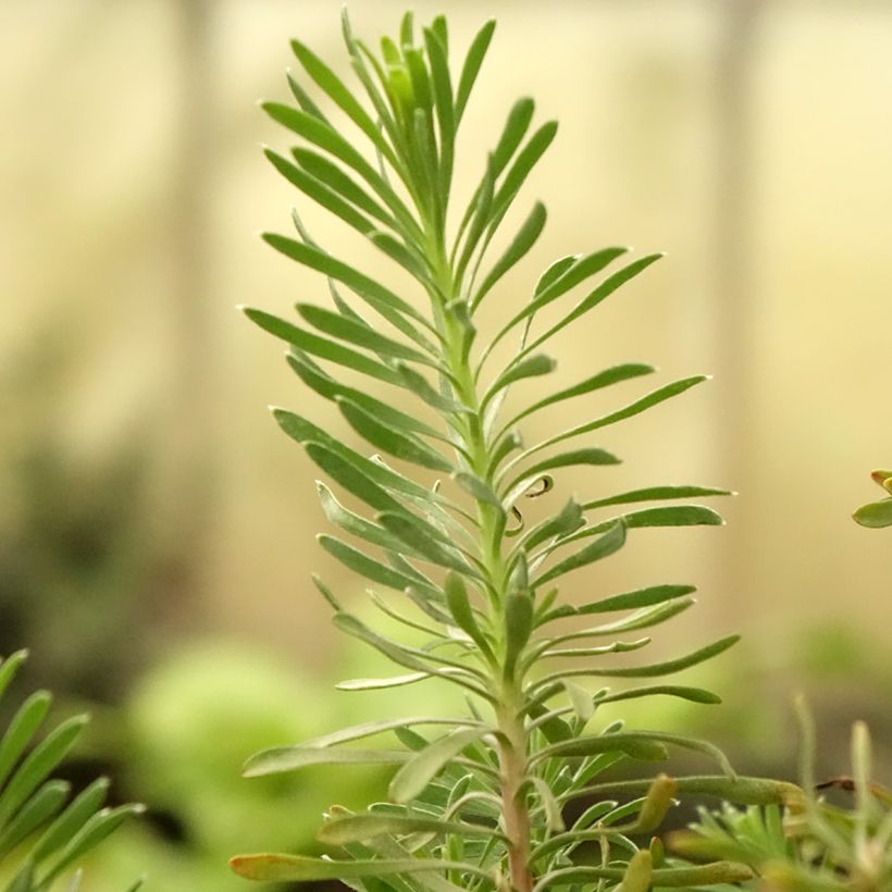 Leucadendron galpinii Purple Haze (Feuillage)