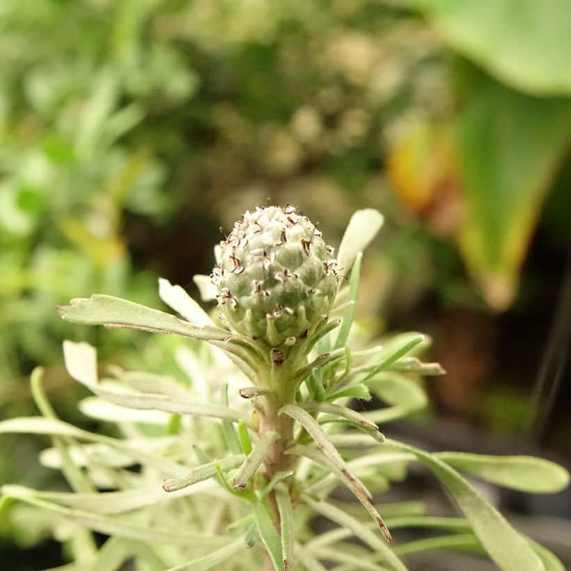 Leucadendron galpinii Purple Haze (Floraison)