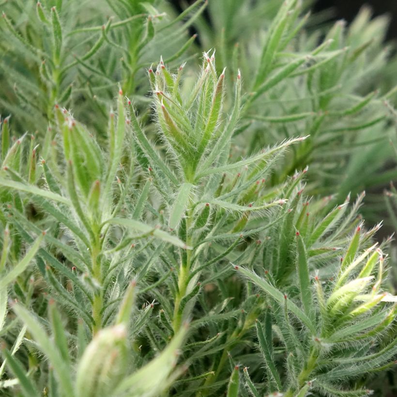 Leucadendron Jubilee Crown  (Feuillage)