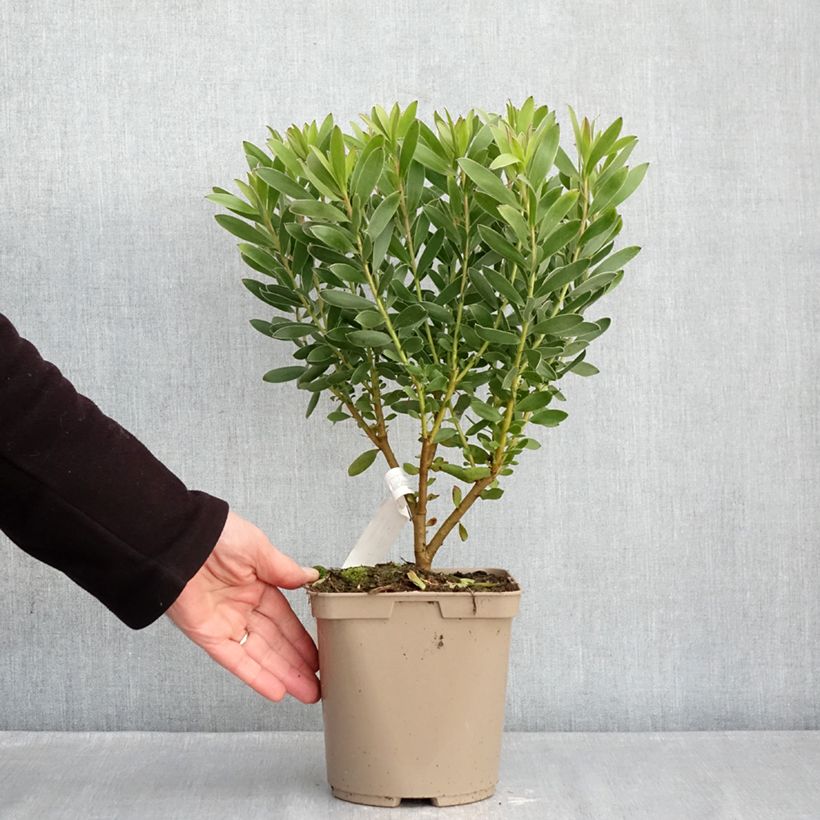 Example of Leucadendron Safari Goldstrike Pot de 3L/4L as you get in hiver