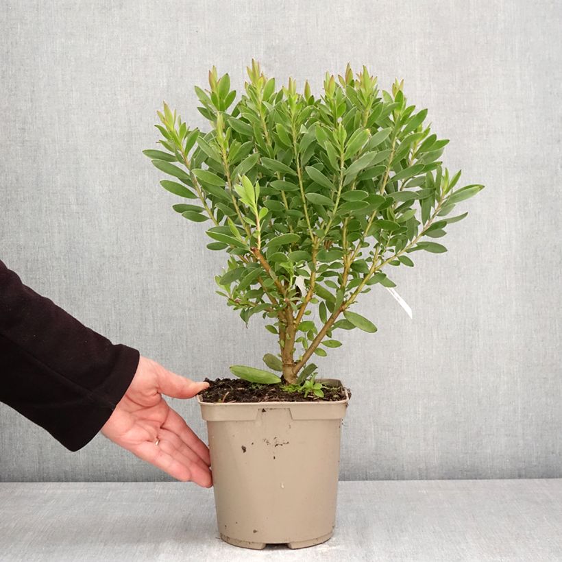 Spécimen de Leucadendron Safari Goldstrike Pot de 3L/4L tel que livré au printemps
