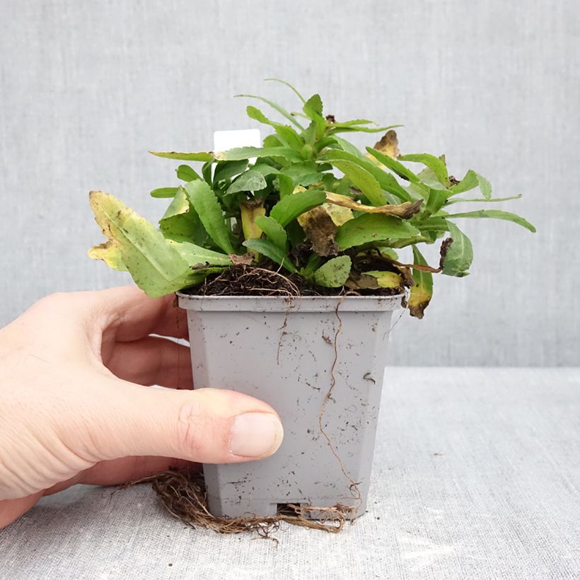 Spécimen de Leucanthemum Snow Lady - Grande Marguerite naine Godet de 8/9 cm tel que livré en hiver