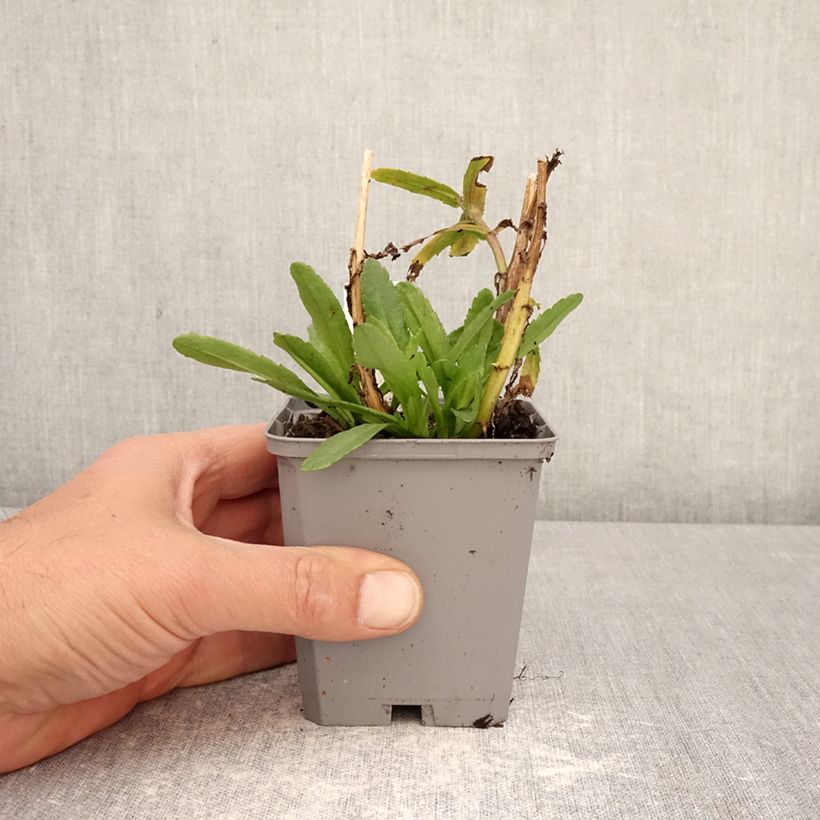 Spécimen de Leucanthemum Snow Lady - Grande Marguerite naine Godet de 8/9 cm tel que livré au printemps