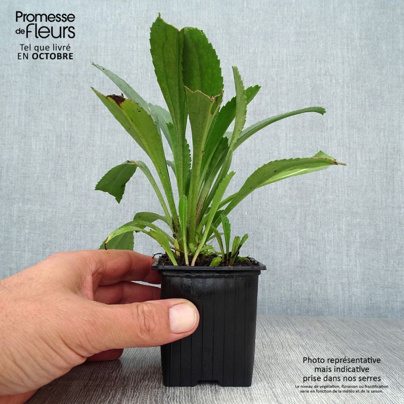 Spécimen de Leucanthemum superbum Becky - Grande marguerite Godet de 8/9 cm tel que livré en automne