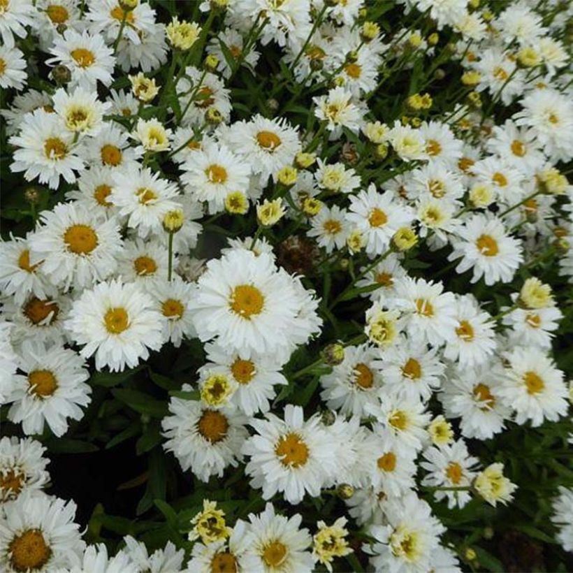 Leucanthemum superbum Freak - Grande marguerite (Flowering)