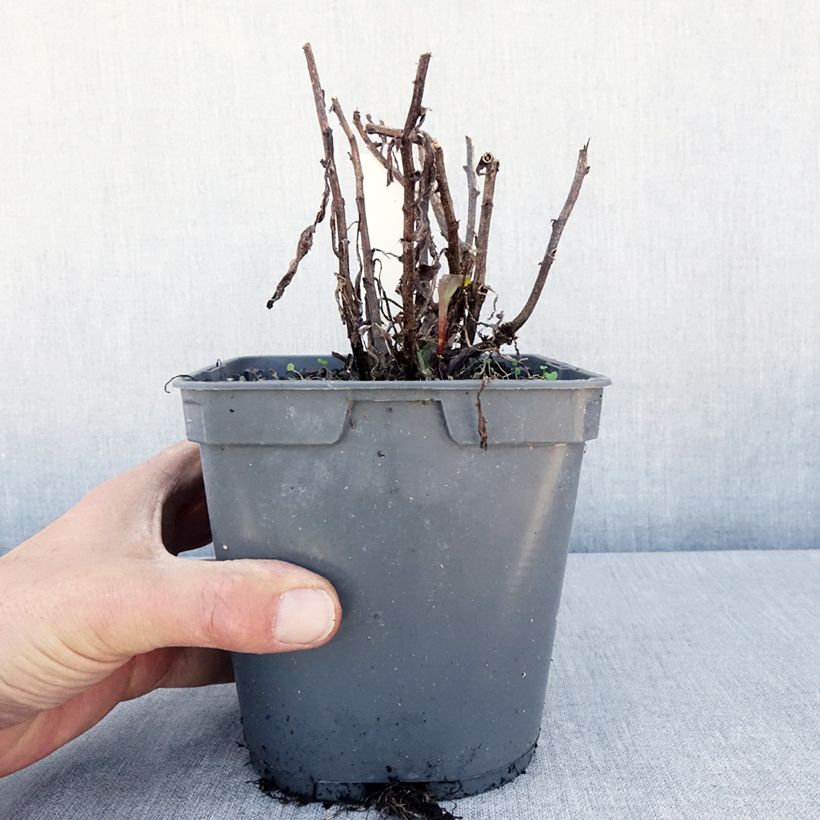 Spécimen de Leucanthemum Victorian Secret - Marguerite à fleurs doubles Pot de 2L/3L tel que livré au printemps