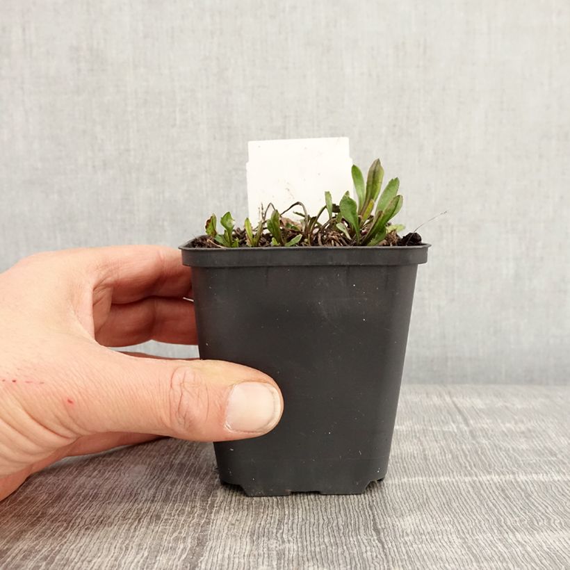 Spécimen de Leucanthemum x superbum Brightside - Grande marguerite Godet de 8/9 cm tel que livré au printemps